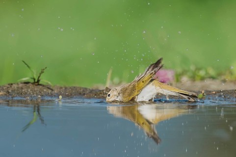 Western Bonelli's Warbler (Phylloscopus bonelli) bathing in a waterhole, Aostatal, Italia