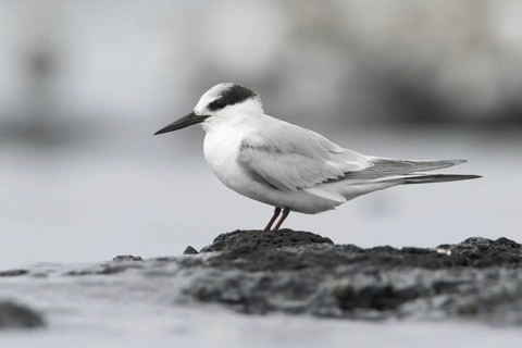 Little Tern (Sternula albifrons), Victoria, Australia