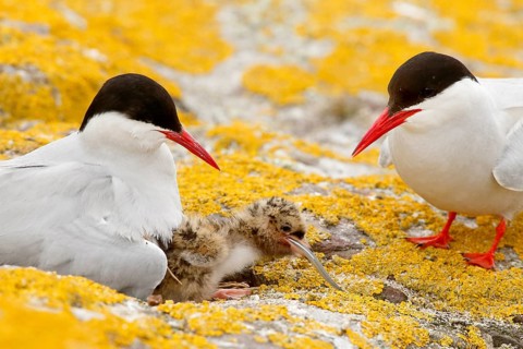 Arctic Tern (Sterna paradisaea) pair feeds chick, Farne Islands, United Kingdom