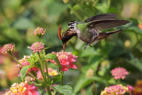 Frilled Coquette (Lophornis magnificus) flying and feeding at a flower in the Atlantic rainforest