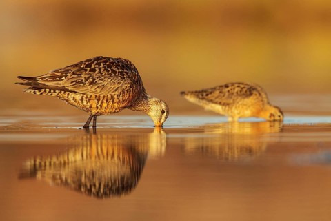 Hudsonian Godwit (Limosa haemastica) in a pond in the tundra near Churchill, Manitoba, Canada