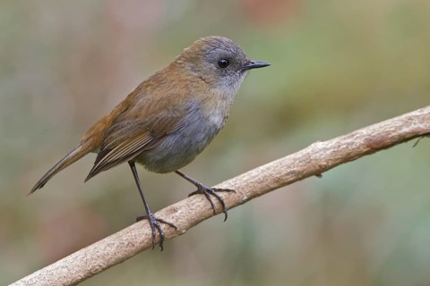 Black-billed Nightingale Thrush (Catharus gracilirostris) perched on a branch in Costa Rica