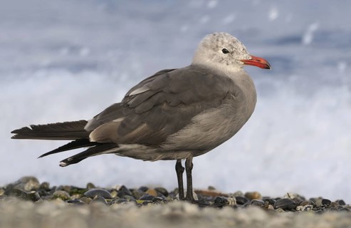 Heermann's Gull (Larus heermanni), British Columbia, Canada
