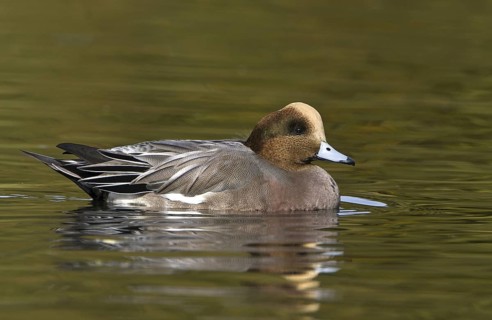 Hybrid: Eurasian Wigeon x American Wigeon (Mareca penelope x Mareca americana) male, British
