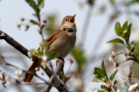 Thrush Nightingale (Luscinia luscinia) singing, Mecklenburg-Western Pomerania, Germany
