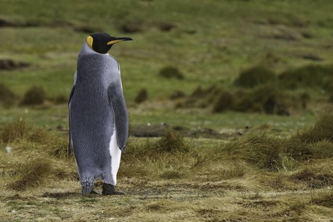 King Penguin (Aptenodytes patagonicus), Falkland Islands