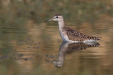 Wood Sandpiper (Tringa glareola), Thailand