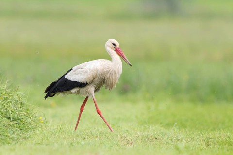 White Stork (Ciconia ciconia) foraging, St. Gallen, Switzerland