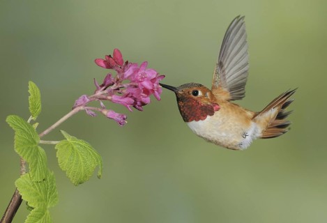 Rufous Hummingbird (Selasphorus rufus) male, British Columbia, Canada