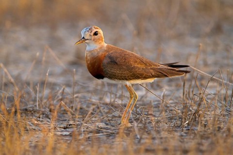 Oriental Plover (Charadrius veredus), Western Australia, Australia