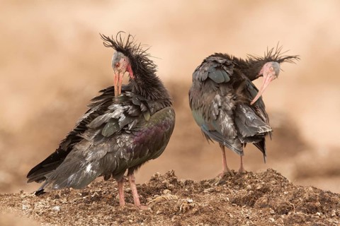 Northern Bald Ibis (Geronticus eremita) preening, Morocco