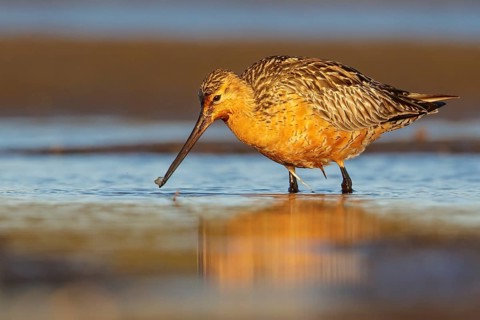 Bar-tailed Godwit (Limosa lapponica) feeding along a river in Nome, Alaska