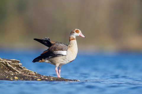 Egyptian Goose (Alopochen aegyptiaca), North Rhine-Westphalia, Germany