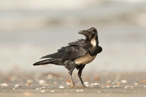 Pied Crow (Corvus albus), Gambia