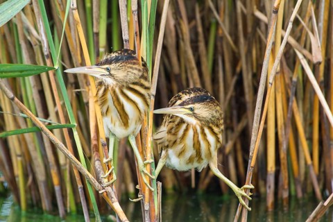 Little Bittern (Ixobrychus minutus) juveniles foraging, Thuringia, Germany