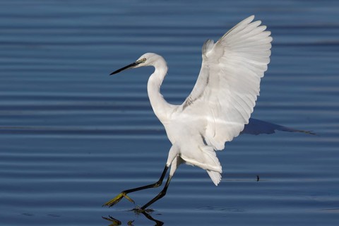 Seidenreiher, lat. Egretta garzetta, landet in einem flachen Gewässer
