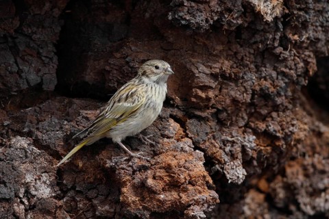 White-bridled Finch (Melanodera melanodera) female, Falkland Islands