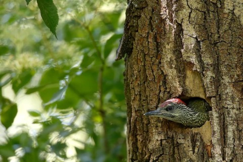 European Green Woodpecker (Picus viridis) juvenile in breeding cavity, Piedmont, Italy