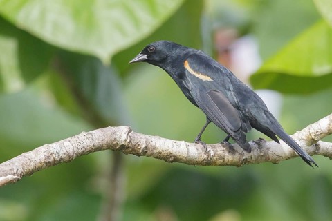 Tawny-shouldered Blackbird (Agelaius humeralis) perched on a branch in Cuba