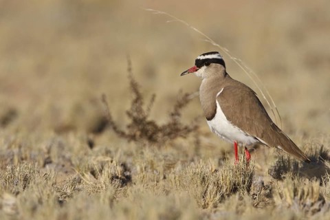 Crowned Lapwing (Vanellus coronatus), Northern Cape, South Africa