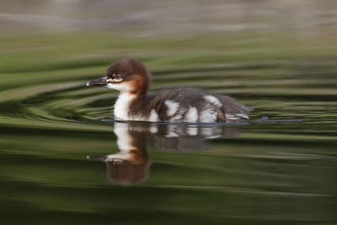 Common Merganser (Mergus merganser) juvenile, Bavaria, Germany
