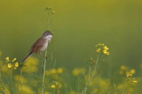 Common Whitethroat (Sylvia communis), Rhineland-Palatinate, Germany