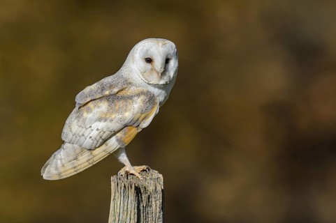 Western Barn Owl (Tyto alba), Lower Saxony, Germany