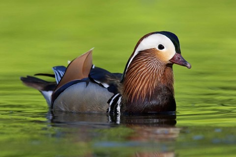 Mandarin Duck (Aix galericulata) male, Brandenburg, Germany