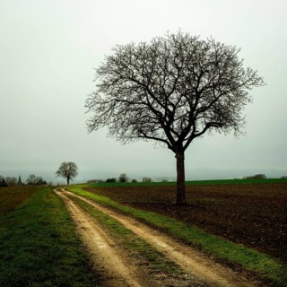 A solitary tree stands by a winding dirt path surrounded by open fields. Limagne plain, Allier,
