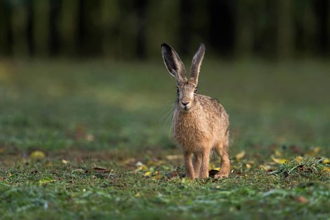 After the mowing... Brown hare (Lepus europaeus) has been robbed of its cover on a freshly mown