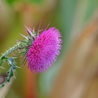 Flower head of the Musk Thistle (Carduus nutans, also known as nodding thistle), by the wayside,