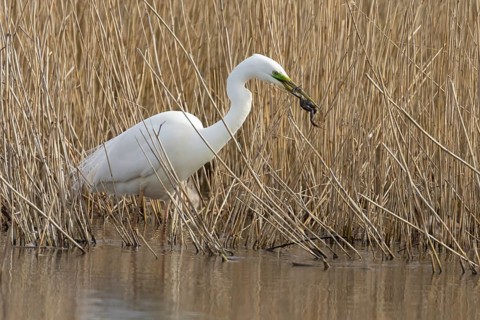 Great white egret (Ardea alba) adult bird in water on the edge of a reedbed with a frog for food in