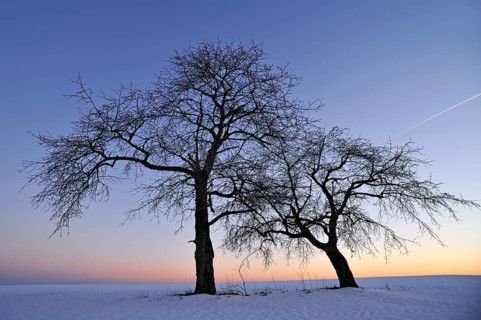 Two bare fruit trees against the evening sky in winter, Karsberg, Upper Franconia, Bavaria, Germany