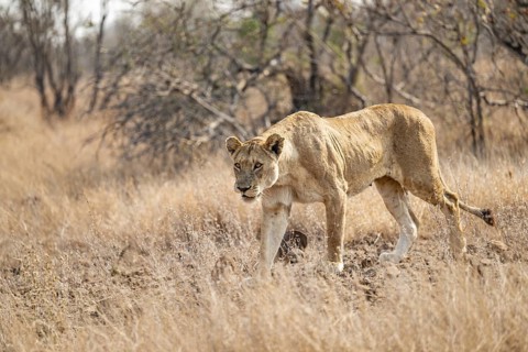Lioness on the prowl, Kruger National Park, South Africa