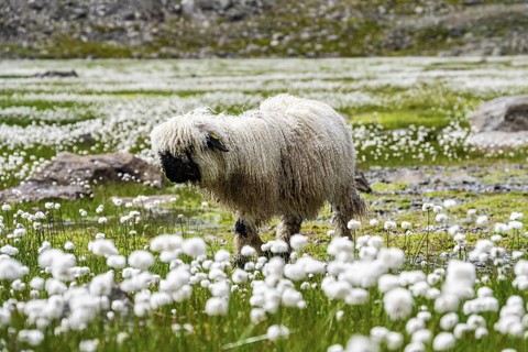 Valais Blacknose sheep (Ovis gmelini aries), in meadow with flowering white cotton grass, high