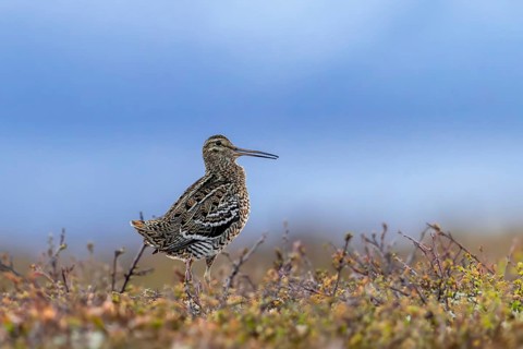 Great snipe (Gallinago media) male calling during courtship display at lek at dusk on tundra
