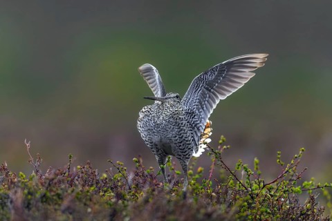 Great snipe (Gallinago media) male flapping wings during courtship display at lek at dusk on tundra