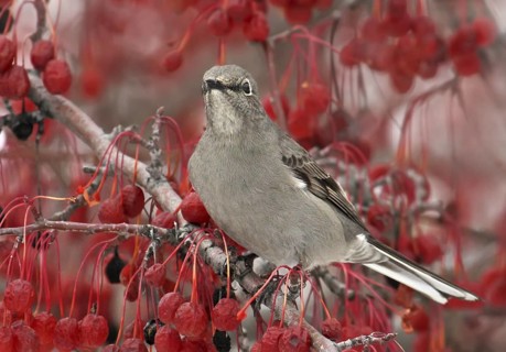 Townsend's Solitaire (Myadestes townsendi), Saskatchewan, Canada