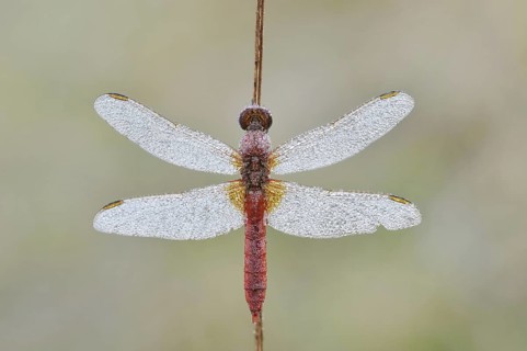 Scarlet Dragonfly (Crocothemis erythraea), male with dewdrops, North Rhine-Westphalia, Germany