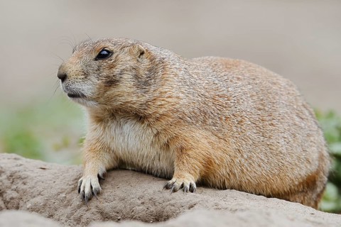 Black-tailed prairie dog (Cynomys ludovicianus) at the burrow, captive, occurrence in North America