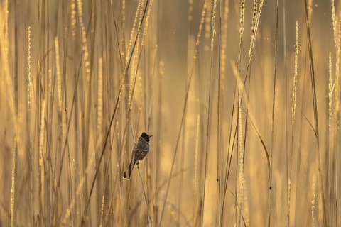 Red-vented bulbul (Pycnonotus cafer), in tall grass, Bandhavgarh National Park, Bahannara, Manpur,