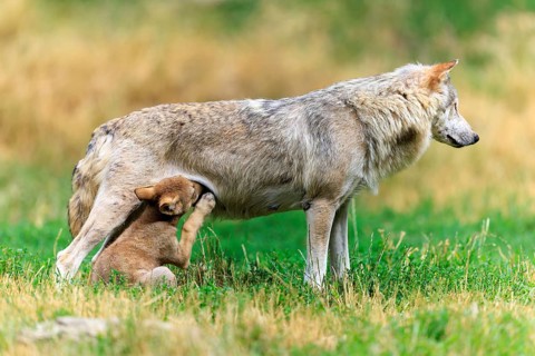 Pup scratching itself while sucking, next to its mother, Timberwolf, wolf, American wolf, (Canis