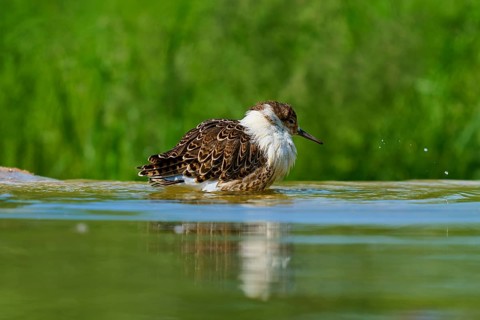 Bird gently swimming in calm water with green background, Ruff (Calidris pugnax), Spring, France