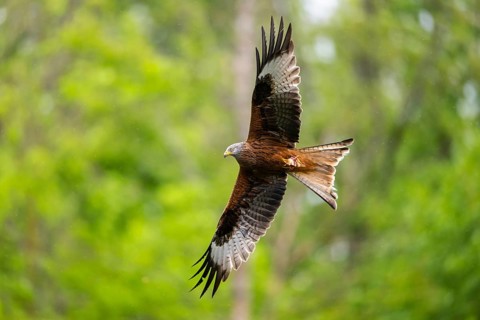 Red kite (Milvus milvus) flying in a forest in early summer, Bavaria, Germany