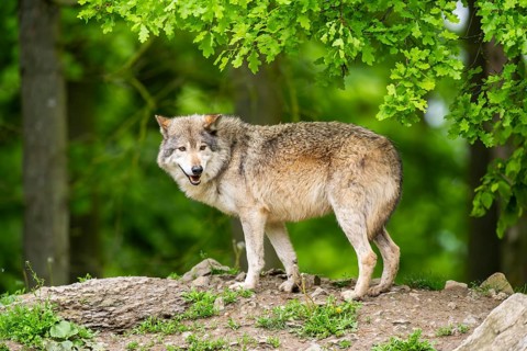 Eastern wolf (Canis lupus lycaon) standing on a little hill, Bavaria, Germany