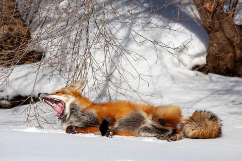 Red fox (Vulpes vulpes), Fox lying on snow and yawning, Mouth wide open, Close-up, Province of