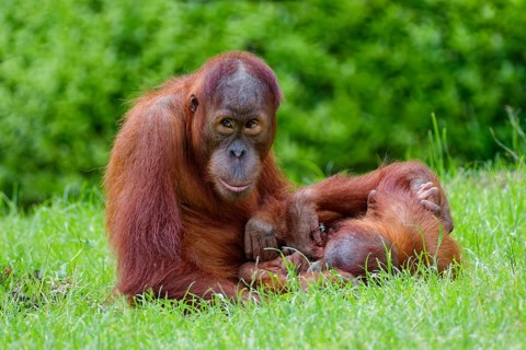Animal portrait, two Borneo orangutans (pongo pygmaeus) playing, captive, distribution Borneo
