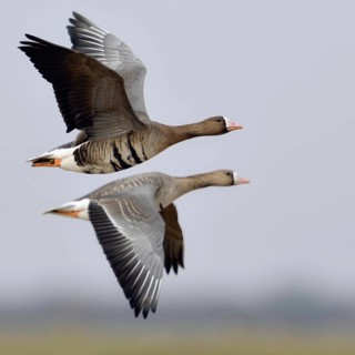 Travelling together... White-fronted geese (Anser albifrons), adult birds, two adult wild geese in