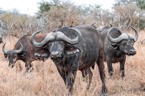 Herd of Cape buffalo (Syncerus caffer caffer), in dry grass, Kruger National Park, South Africa
