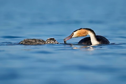 Great Crested Grebe (Podiceps Scalloped ribbonfish), feeding a chick with fish, swimming in the